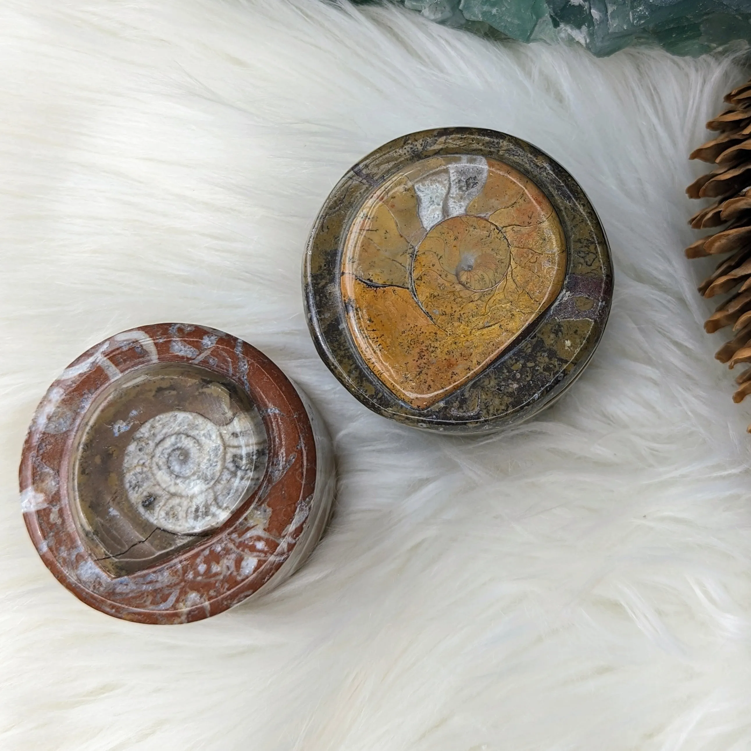 Polished Goniatite Natural Fossil Jewelry and Trinket Box~ Charge with Earth and Cosmic Healing Energies