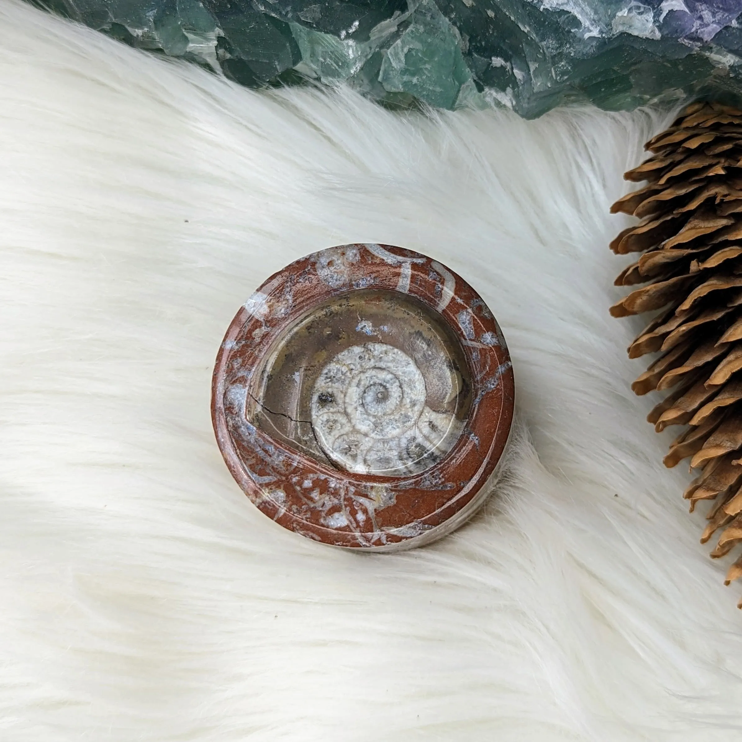 Polished Goniatite Natural Fossil Jewelry and Trinket Box~ Charge with Earth and Cosmic Healing Energies